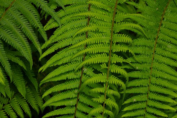 Stratégies innovantes pour organiser un festival de films documentaires en milieu rural