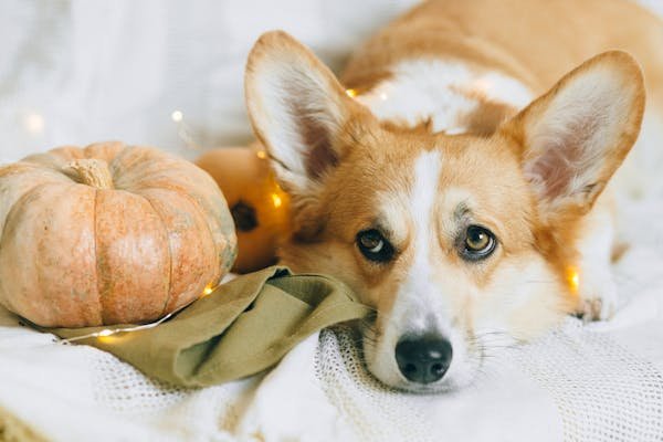 Secrets de l'élevage responsable du welsh corgi pembroke